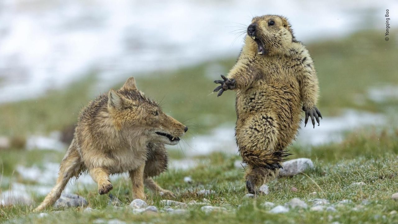 af9283_tibetan_fox_and_marmot_x974