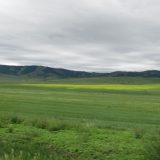 Монгол орны нийт нутгийн 90 орчим хувьд бэлчээрийн ургамал цухуйжээ