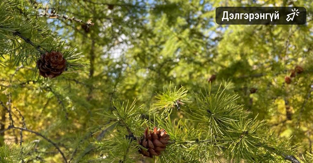 Хөвсгөл аймгийн Тариалан суманд самар түүж байсан 46 настай эмэгтэй сураггүй алга болжээ