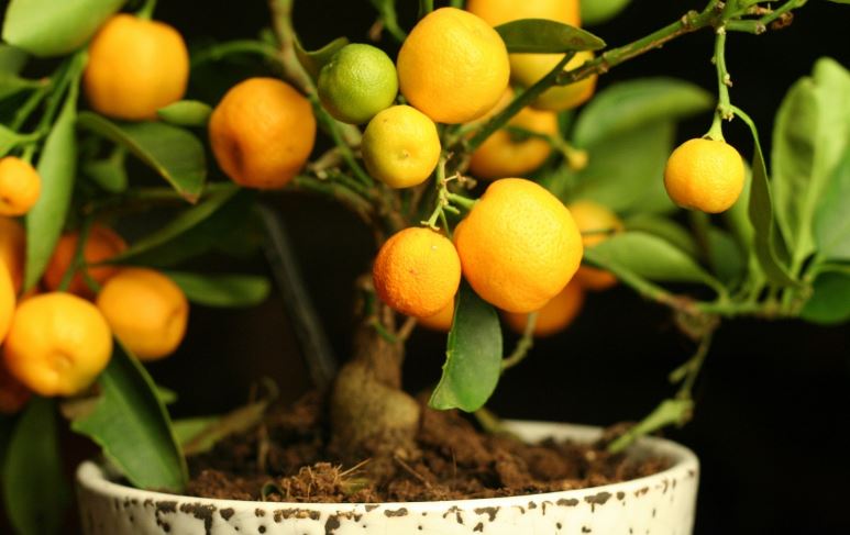 lemon-tree.jpg