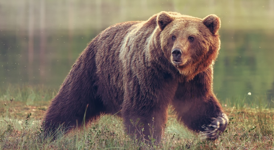 Photo: updown.mn Bear Kills Man in Traditional Ger Near Ulaanbaatar